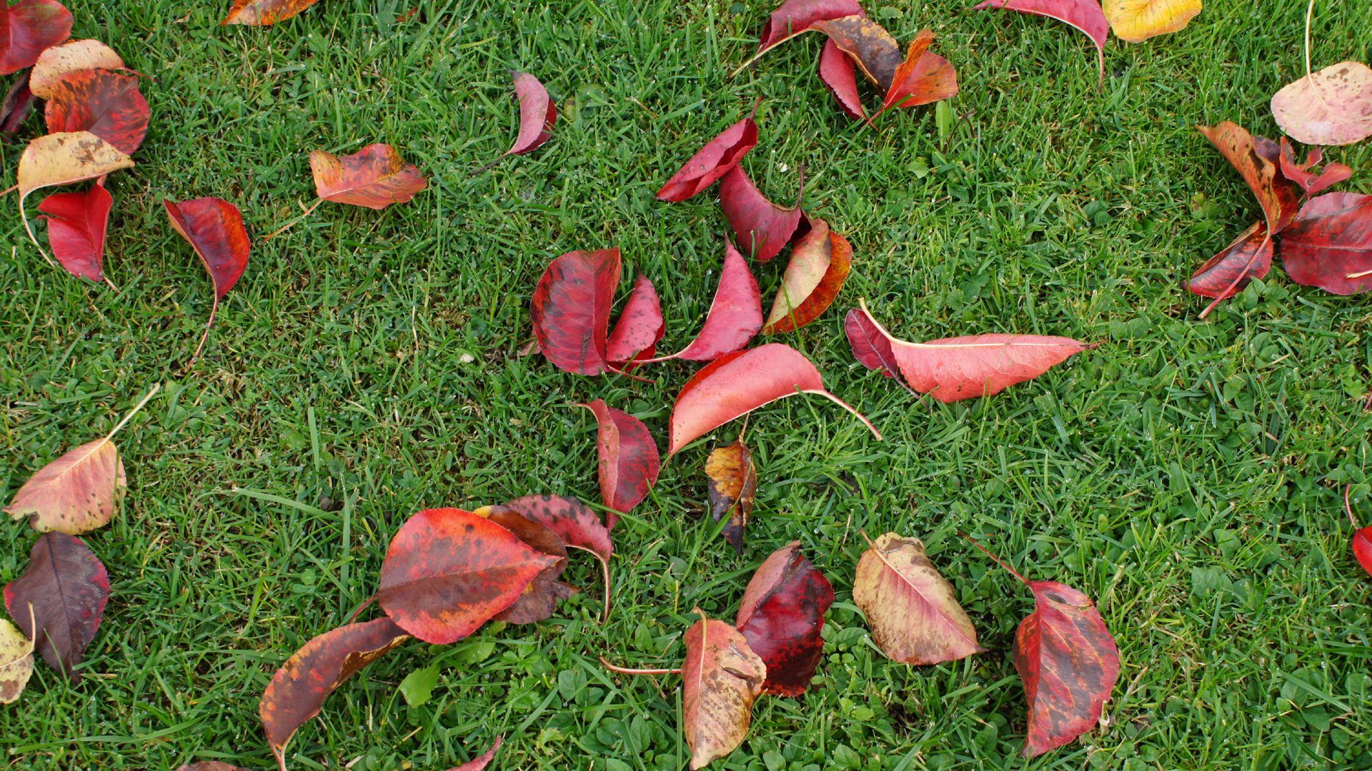 Fotostrecke Herbst Abbildung 35: Die Blätter fallen