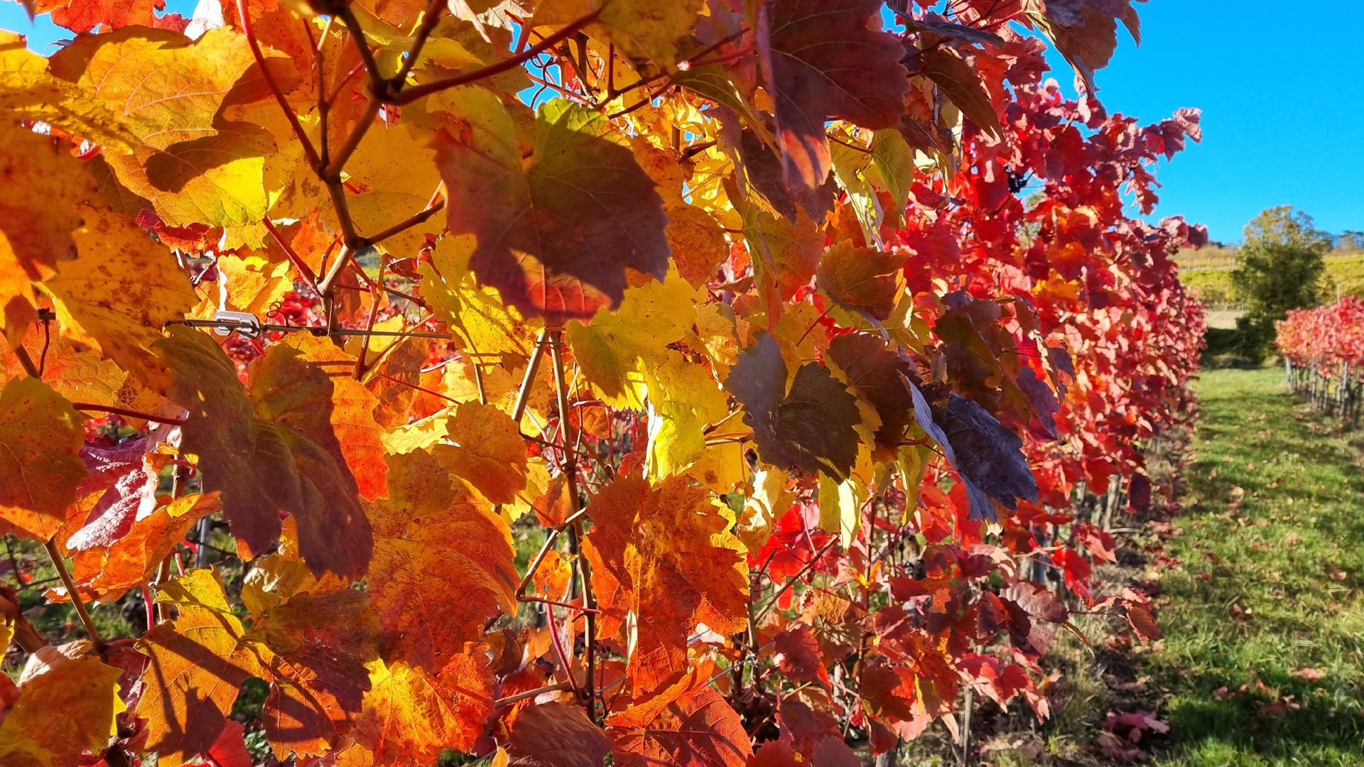 Fotostrecke Herbst Abbildung 43: Farbenprächtige Weinstöcke