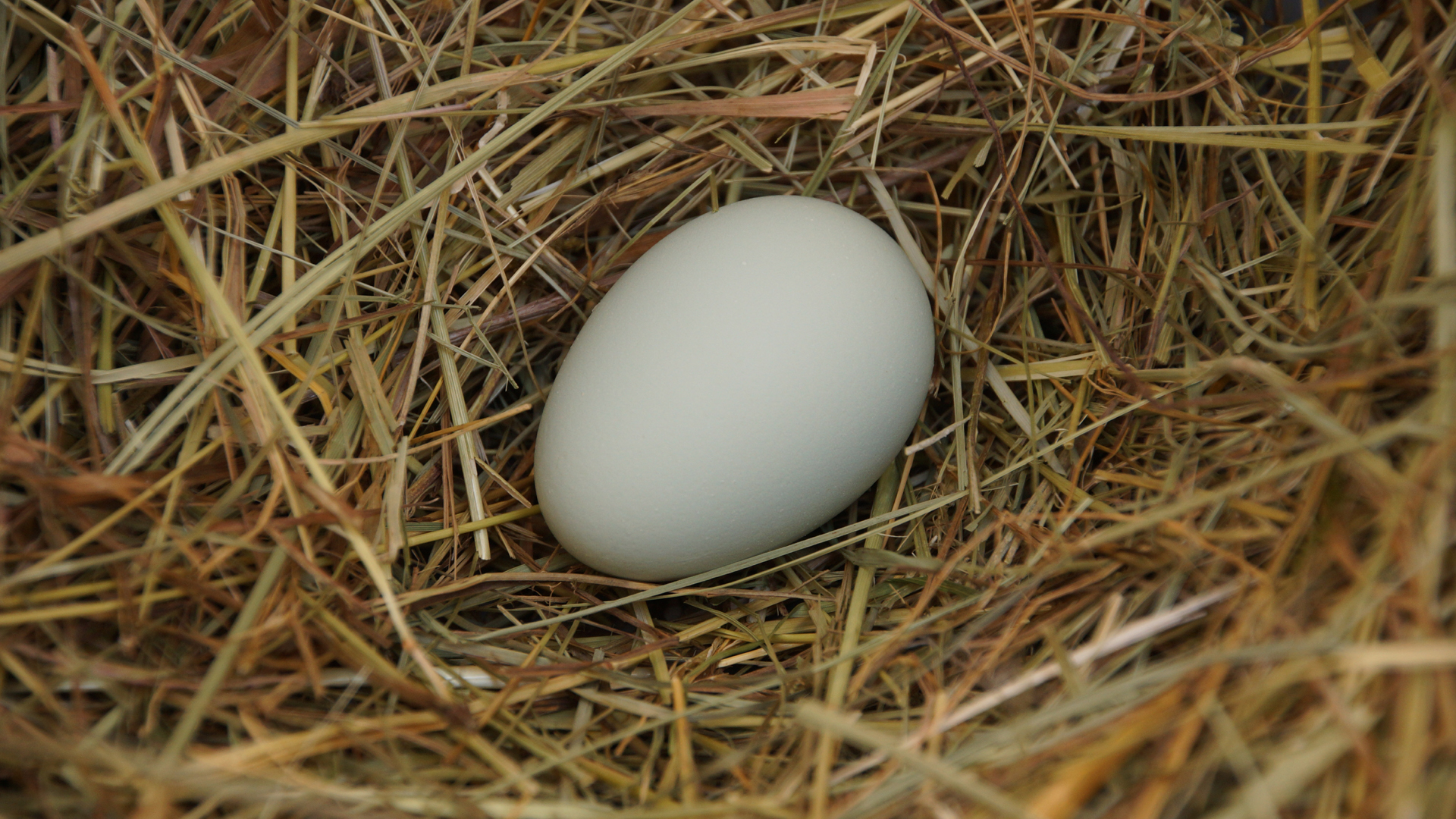 Fotostrecke Hühner 10: Ei einer Grünlegerin