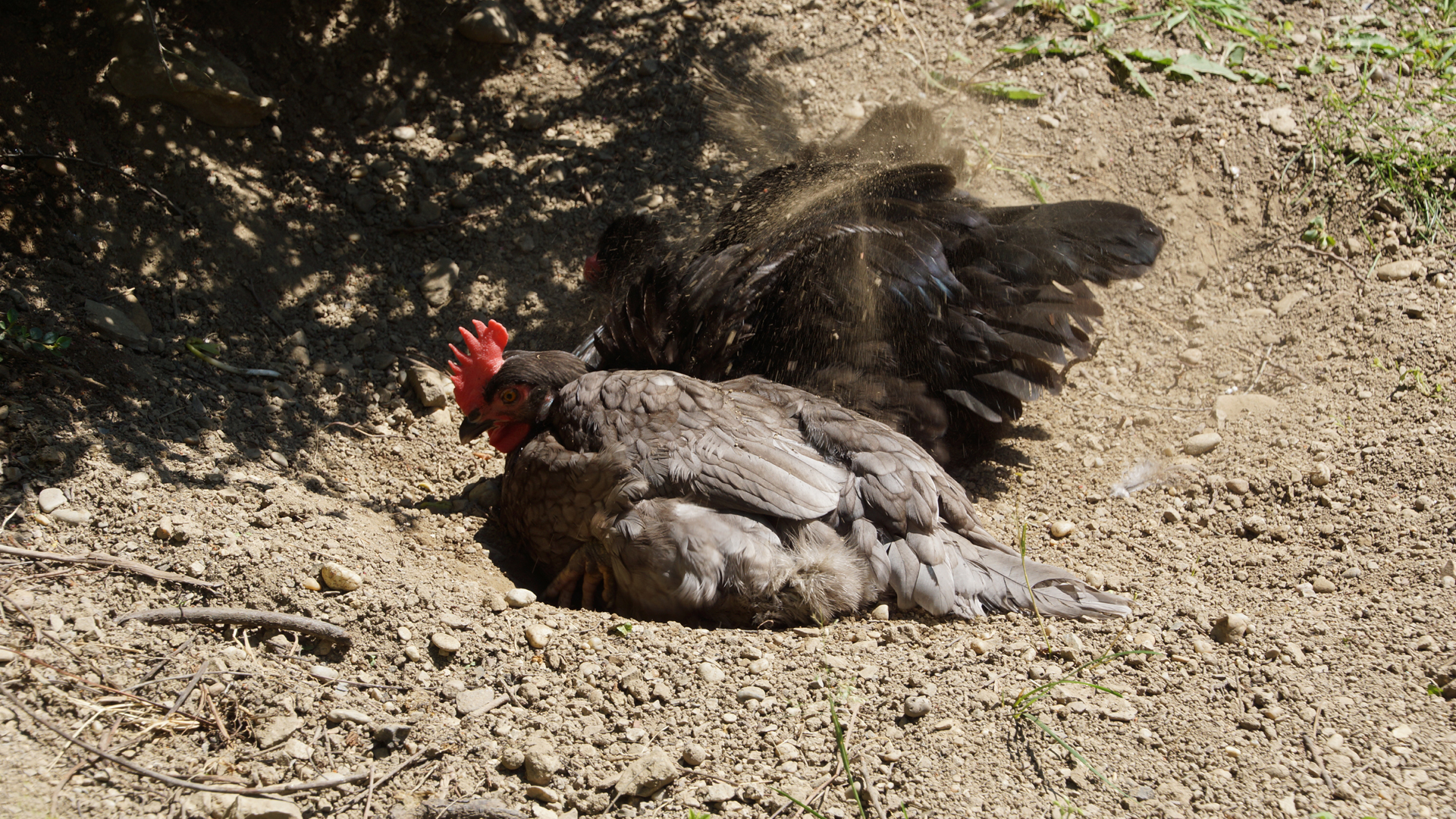Fotostrecke Hühner 11: Staubbad
