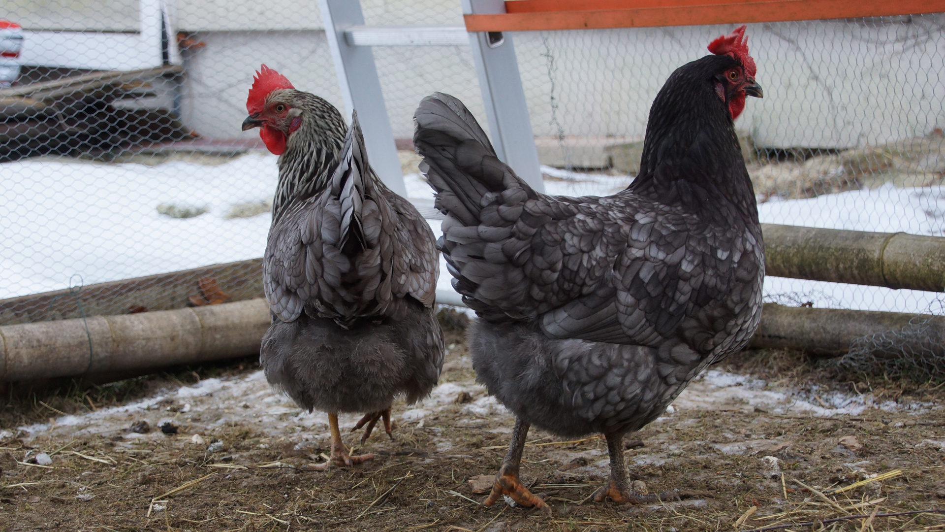 Fotostrecke Hühner 17: Hühnergehege
