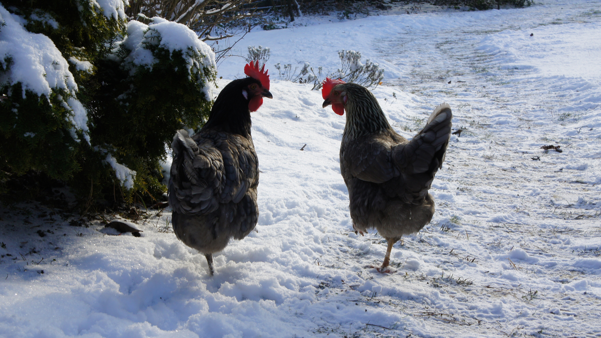 Fotostrecke Hühner 20: Hühner im Schnee II