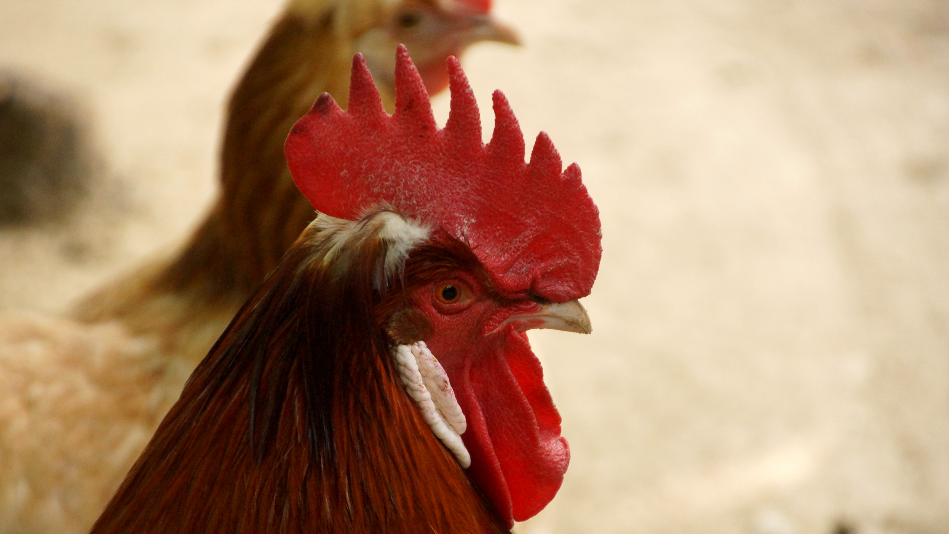 Fotostrecke Hühner 22: Sulmtaler Hahn