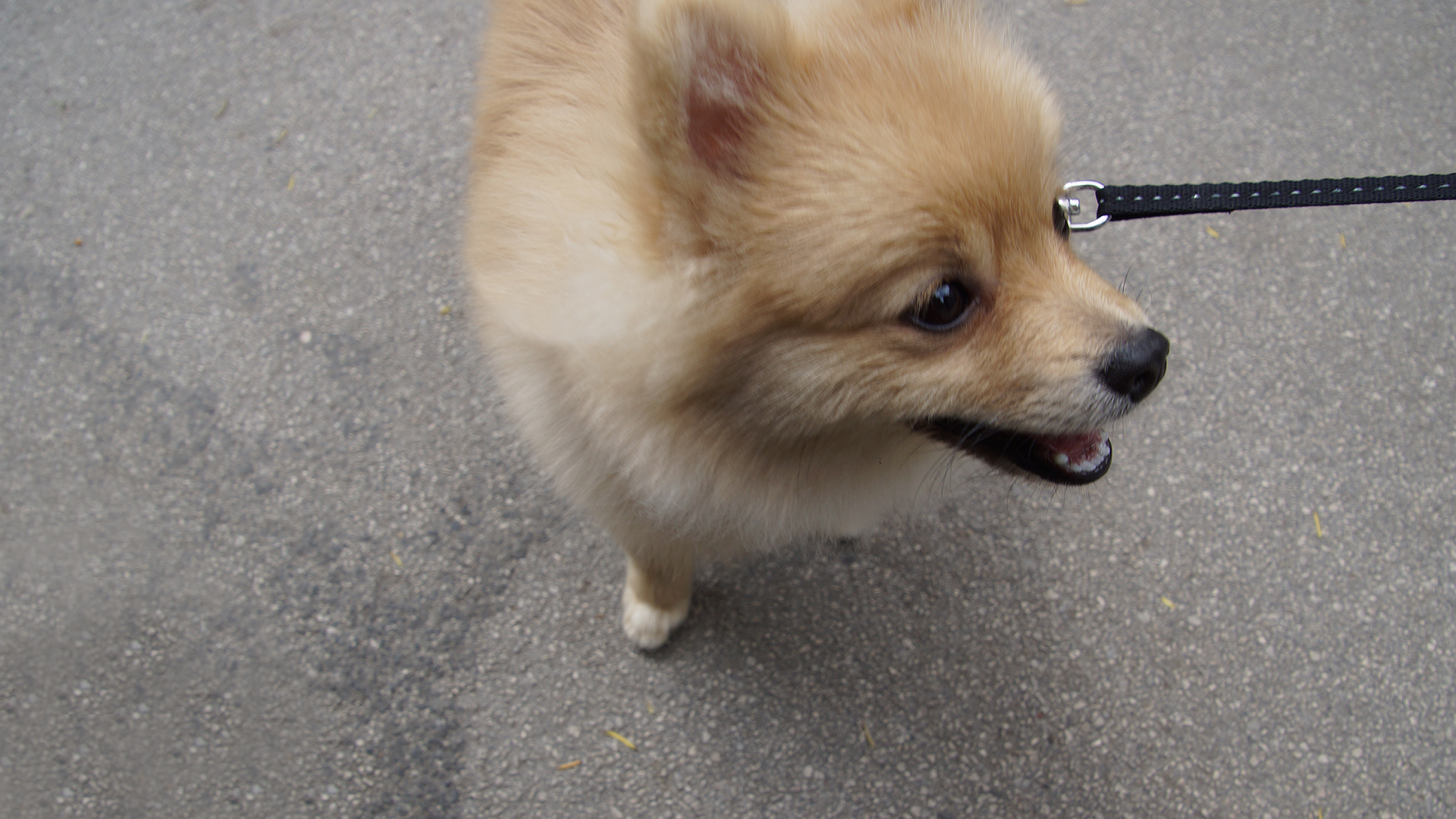 Fotostrecke Hunde 12: Pomeranian