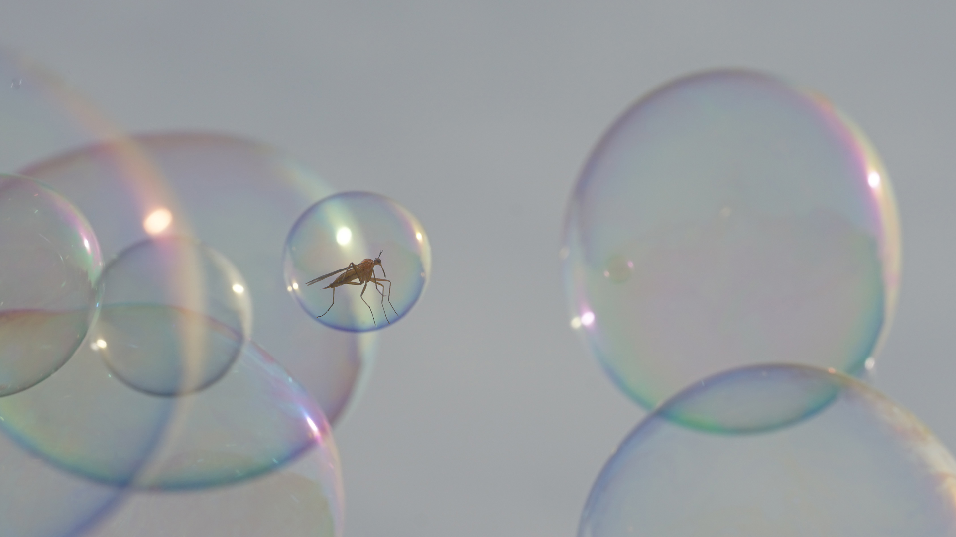 Fotostrecke Illusionsfotografie 05: For mosquitoes a new era of aviation has begun
