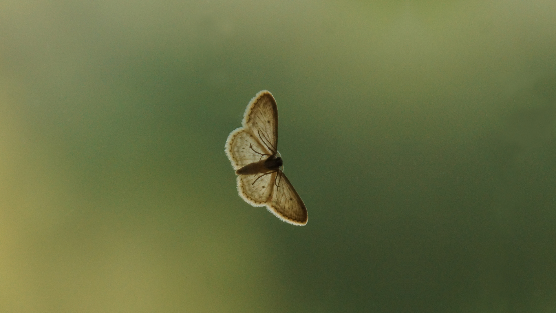 Fotostrecke Insekten: unbestimmter Falter