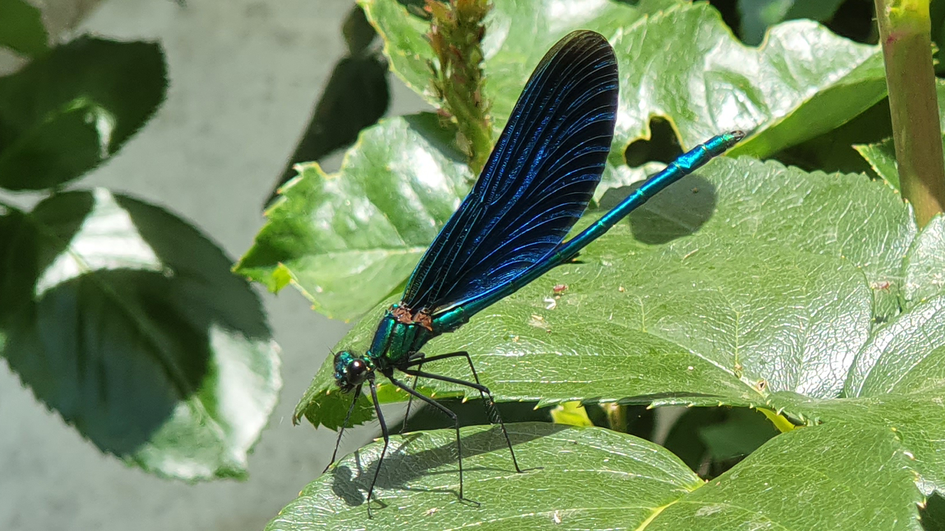 Fotostrecke Insekten: Blauflügel-Prachtlibelle