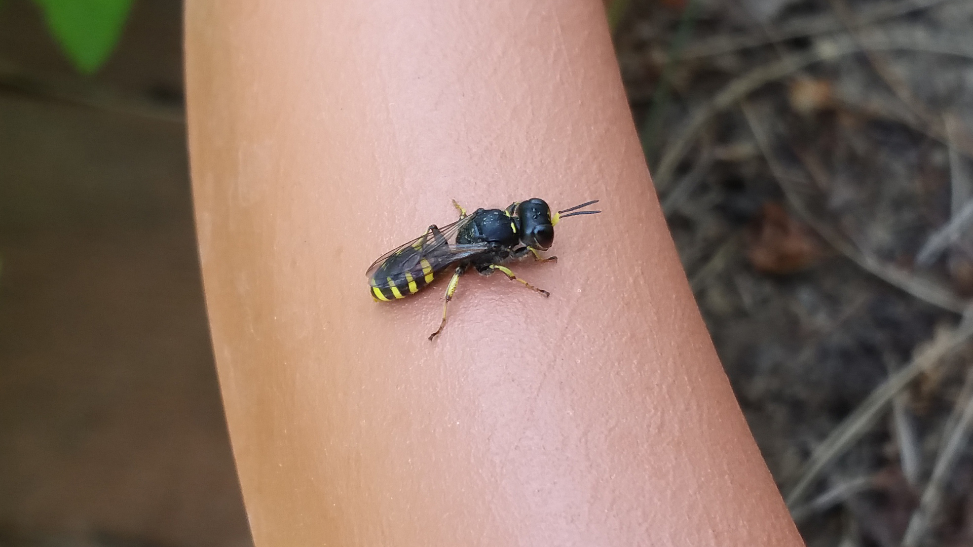Fotostrecke Insekten: Gelbe Schlupfwespe