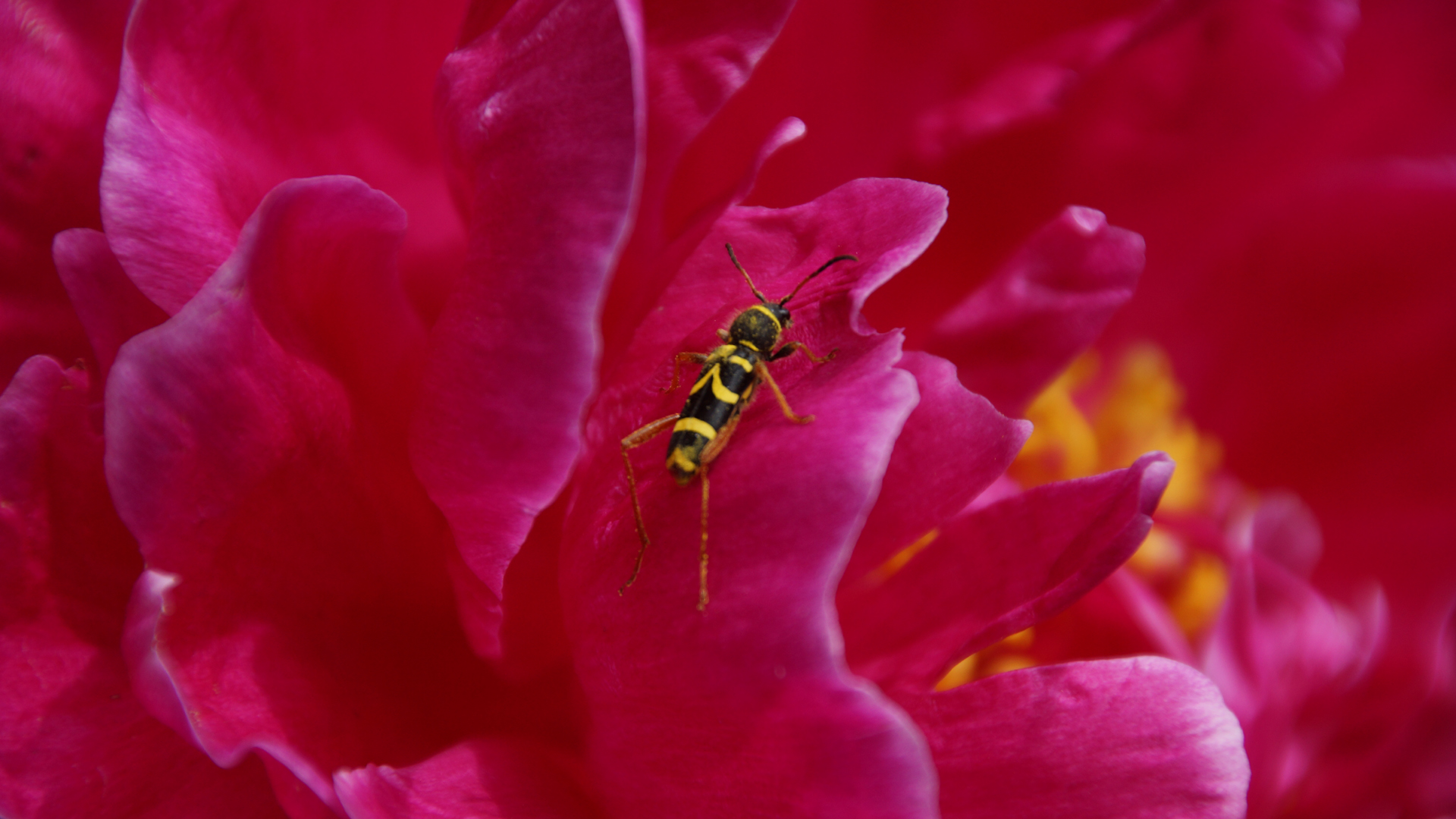 Fotostrecke Insekten: Gewöhnlicher Widderbock