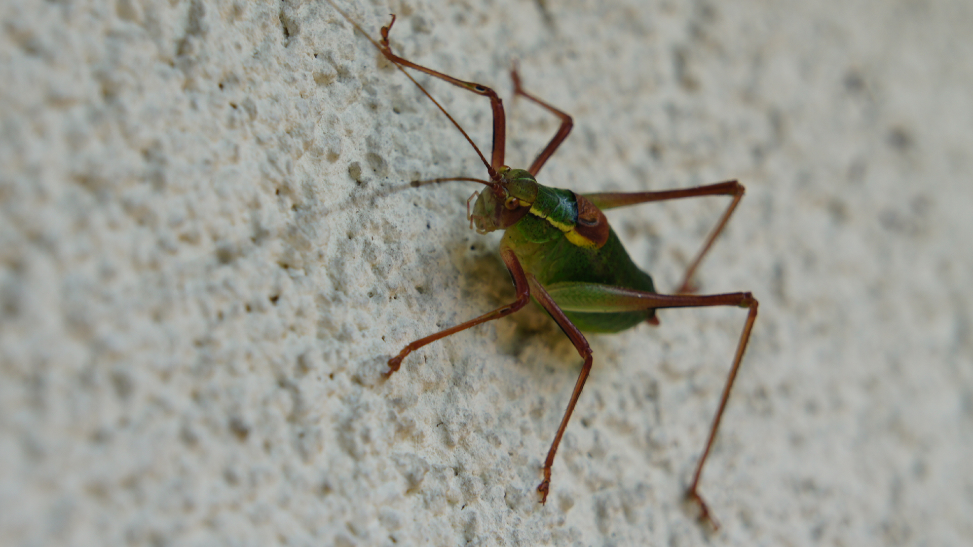 Fotostrecke Insekten: Heuschrecke