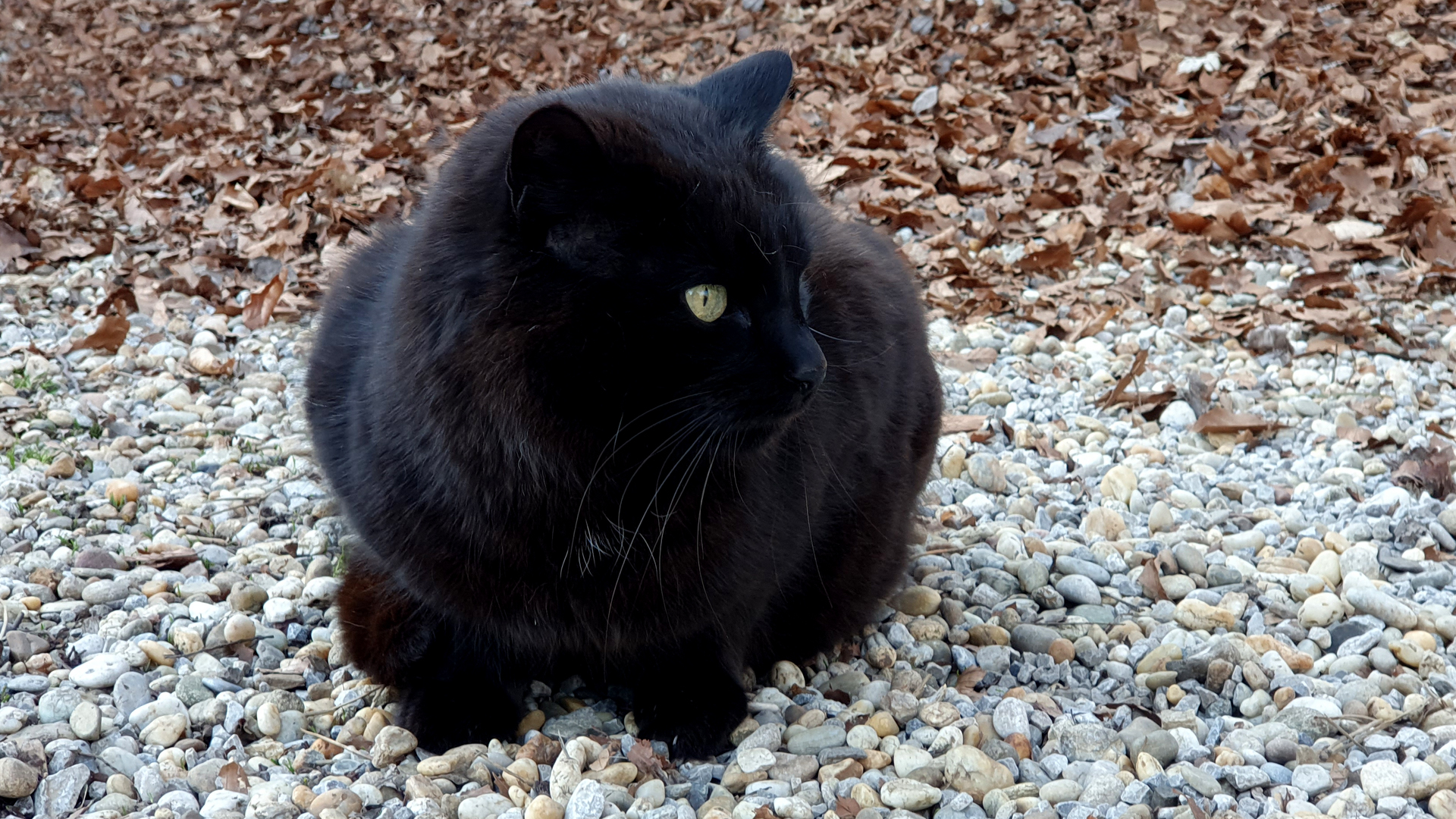 Fotostrecke Katzen 10: Schwarze Katze mit grünen Augen