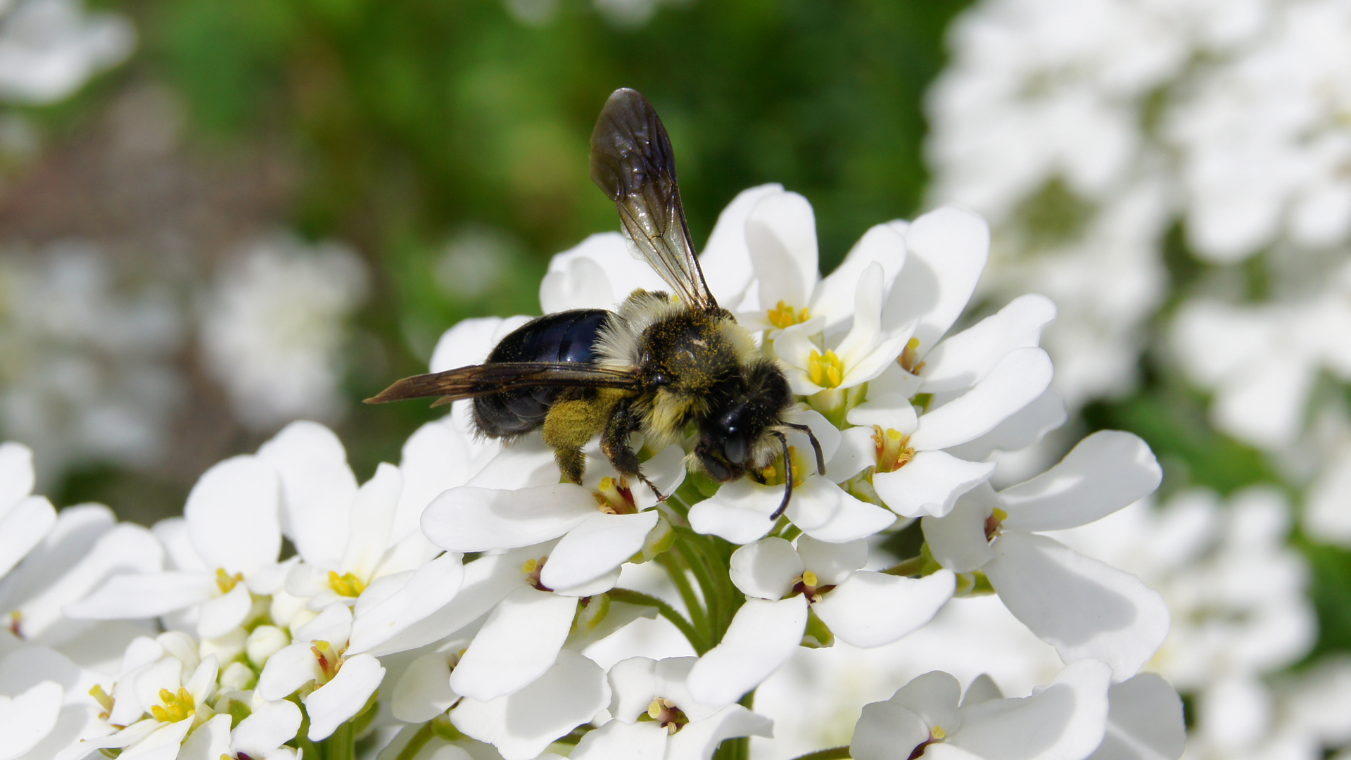 Fotostrecke Nationalpark Garten: Biene