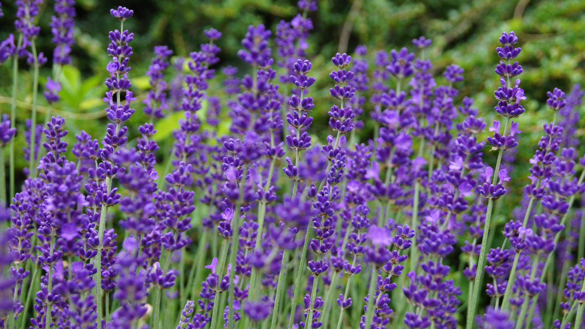 Fotostrecke Nationalpark Garten: Lavendel