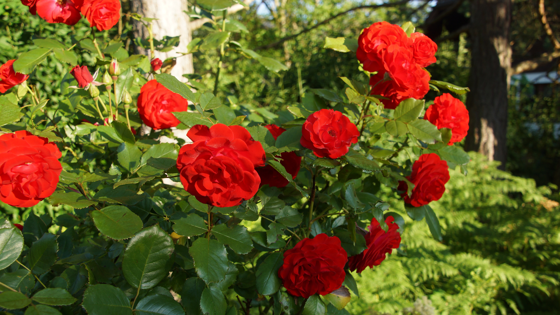 Fotostrecke Nationalpark Garten: Rosen