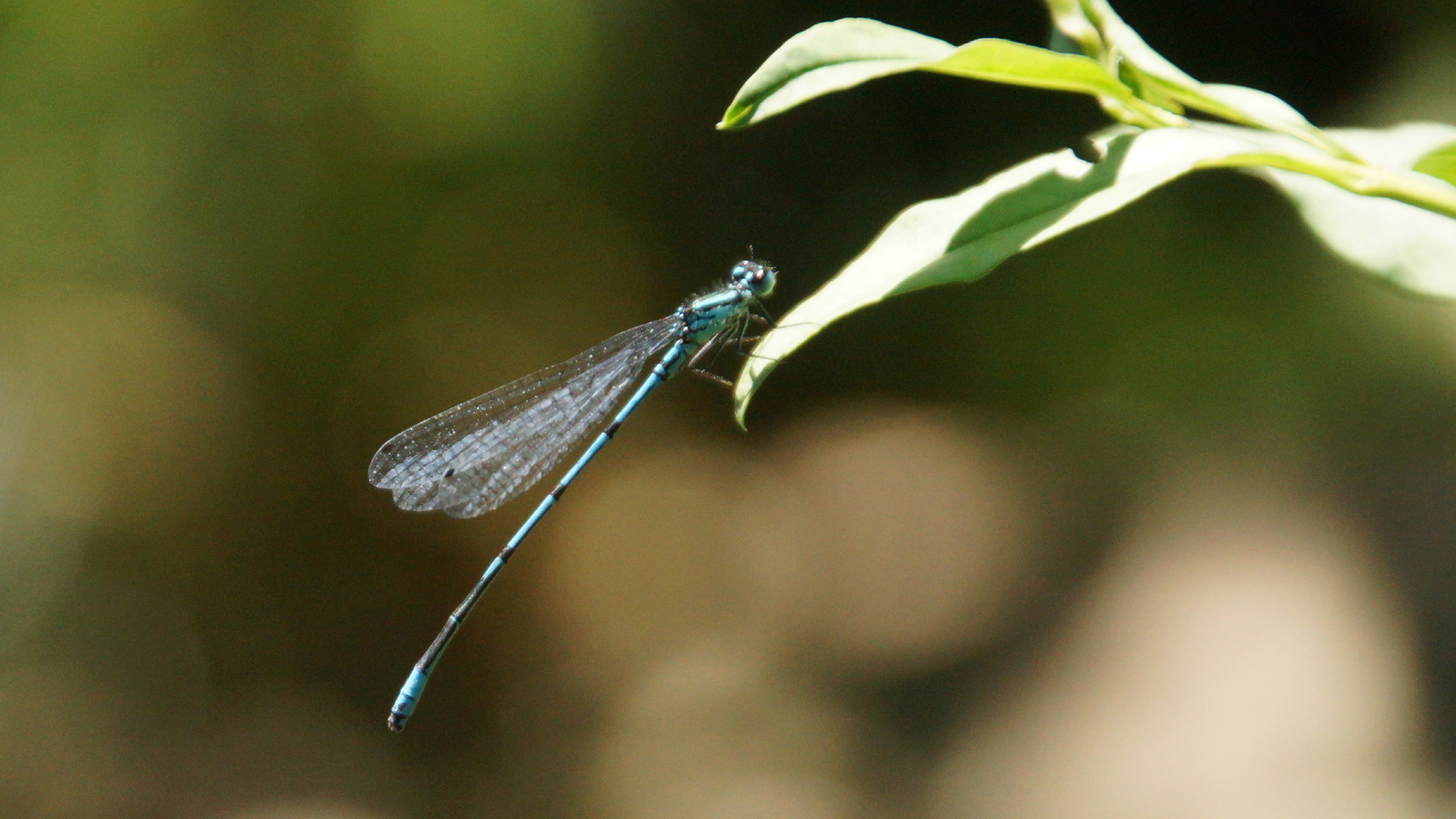 Fotostrecke Nationalpark Garten: Teichjungfer (Libelle / Kleinlibelle)