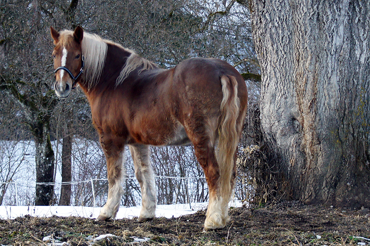 Fotos Nutztiere: Pferd