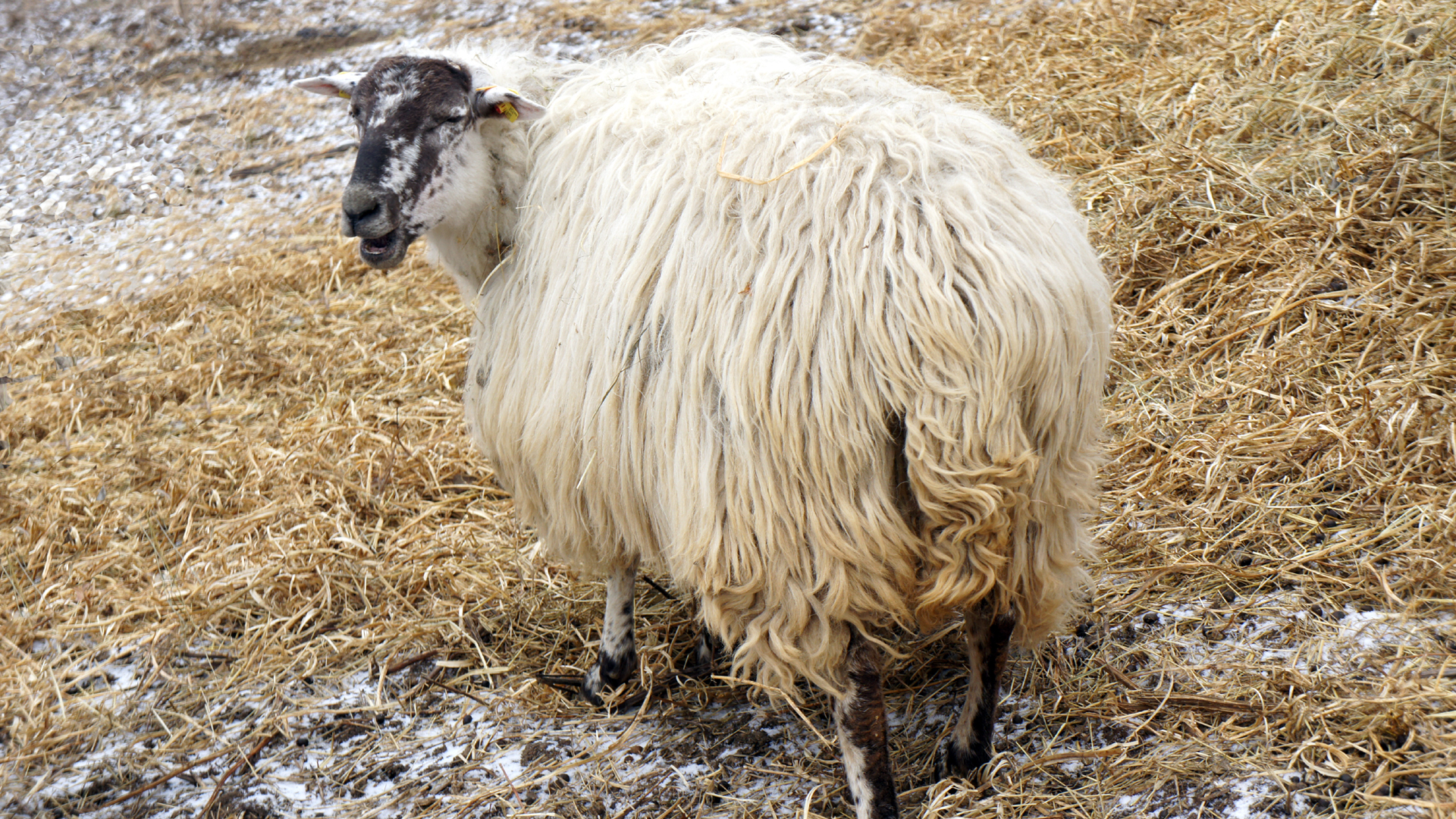 Fotos Nutztiere: Schaf