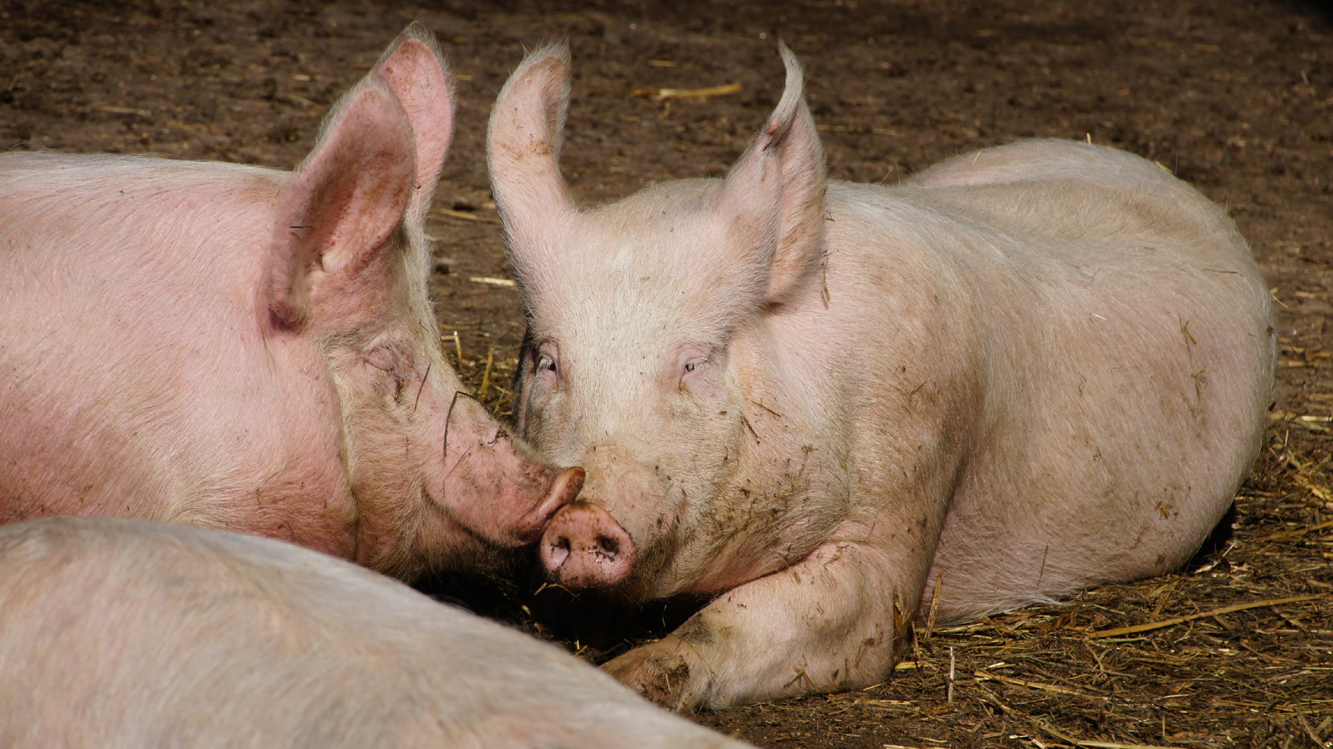 Fotos Nutztiere: Schwein