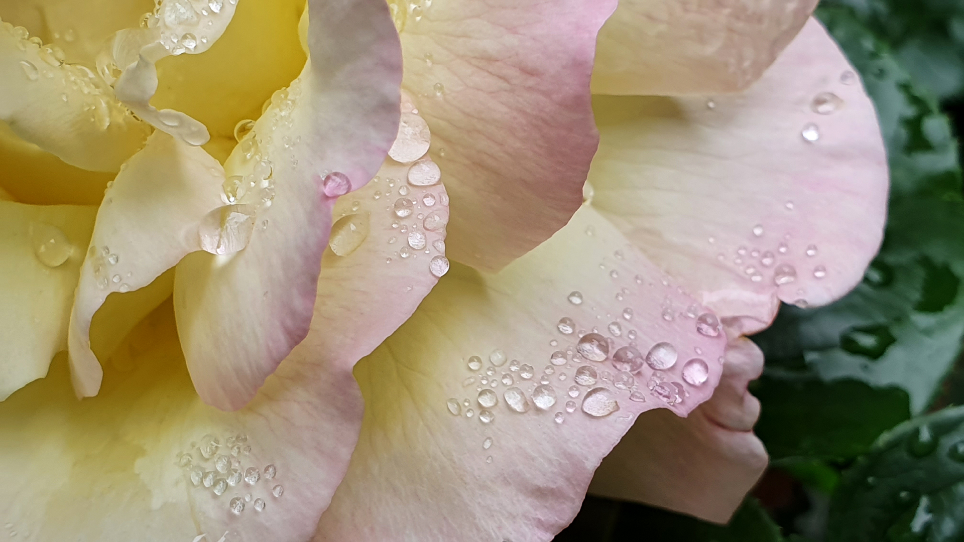 Fotostrecke Regenwetter 14: Regentropfen auf Rosenblütenblättern