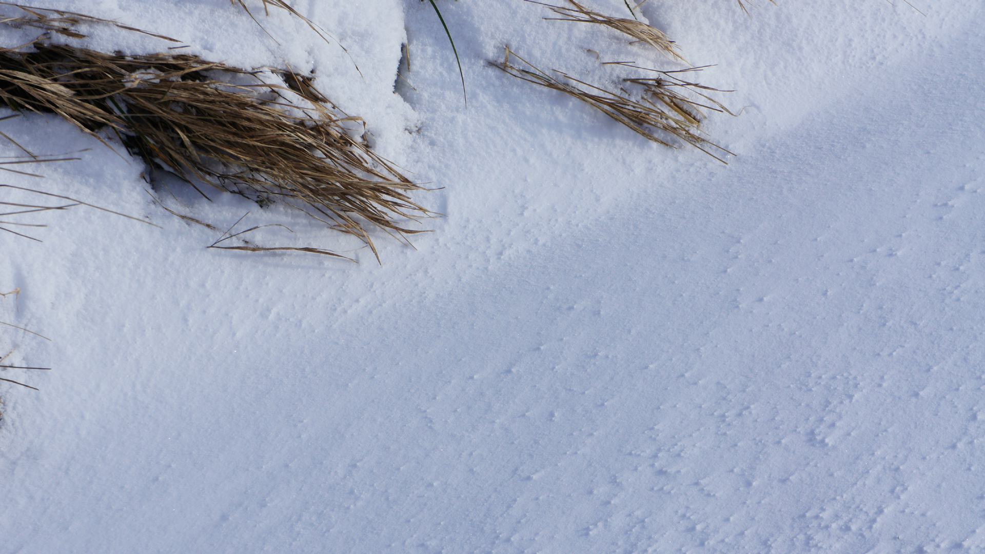 Fotostrecke Schnee Abbildung 06: Gras, Schnee und Wind