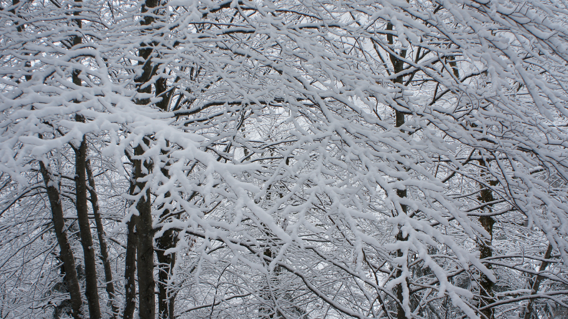 Fotostrecke Schnee Abbildung 08: Zweige voll Schnee