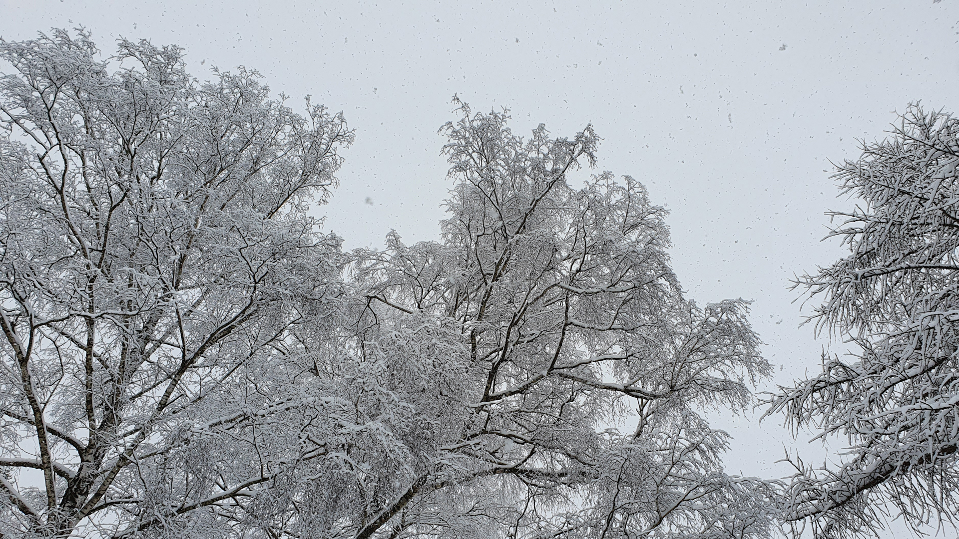 Fotostrecke Schnee Abbildung 16: The magic of fresh fallen snow