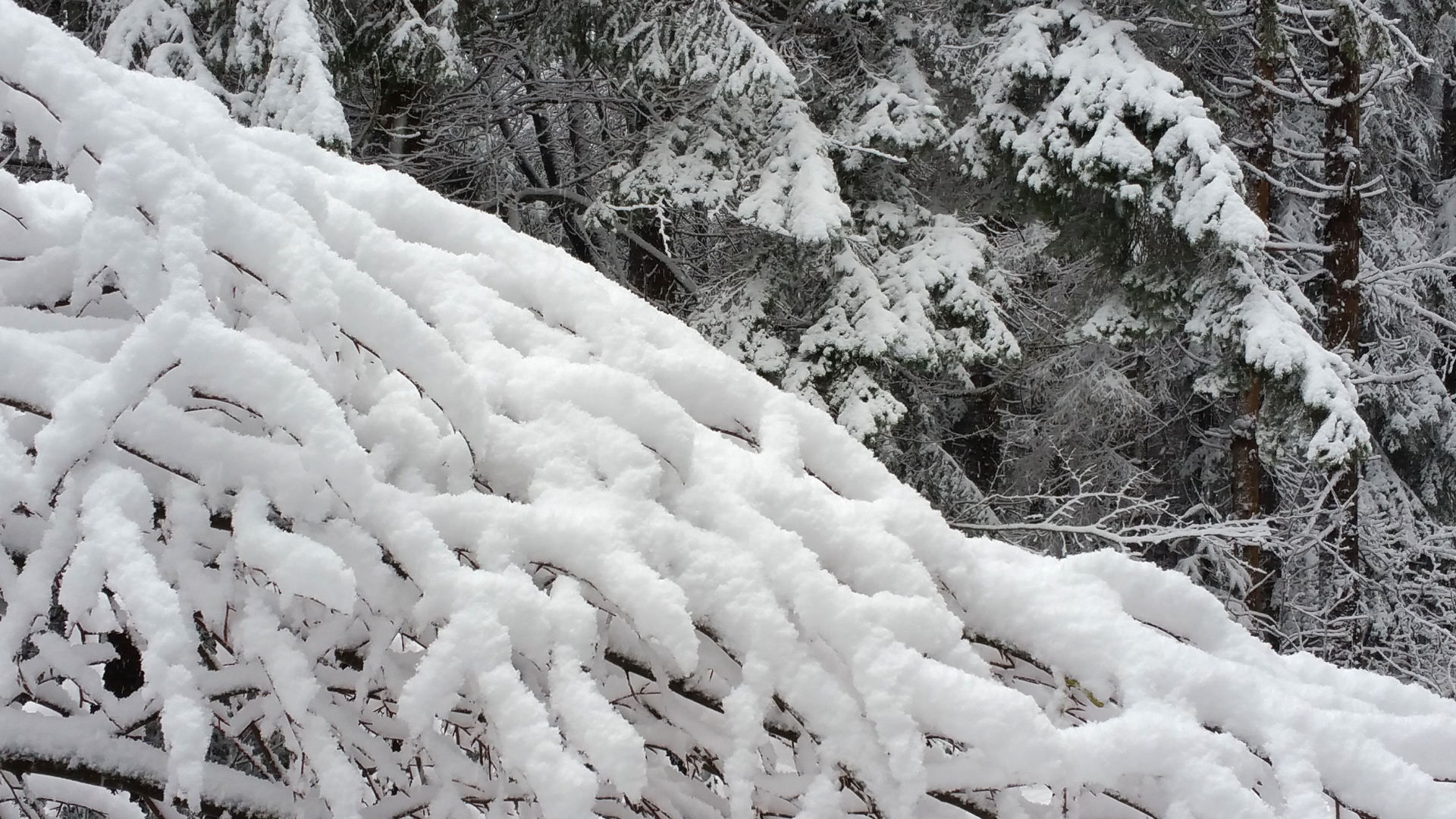 Fotostrecke Schnee Abbildung 21: Verschneite Äste