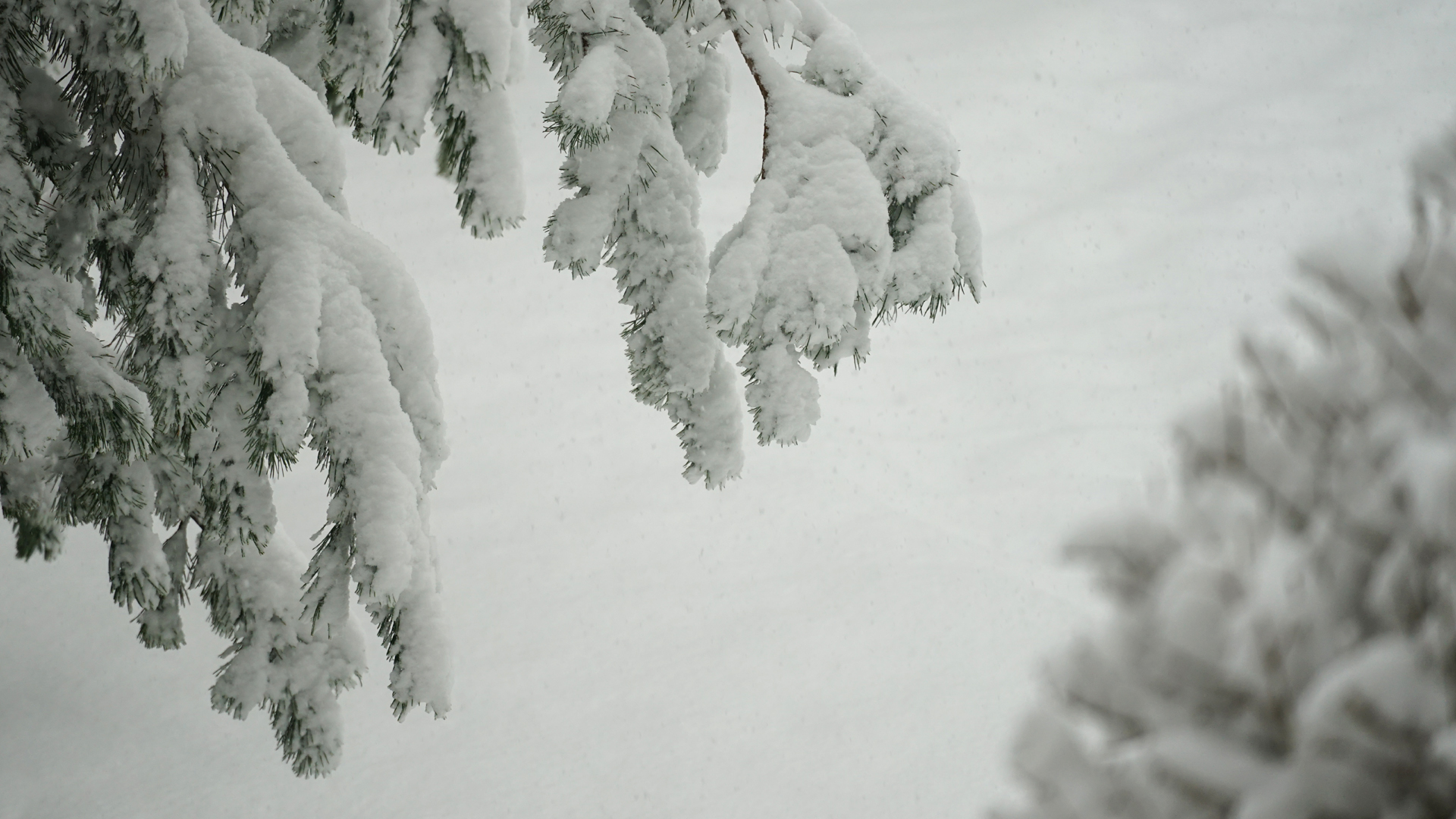 Fotostrecke Schnee Abbildung 25: Verschneiter Föhrenast