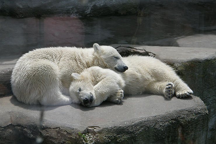 Fotostrecke Zoo Schönbrunn, Eisbären