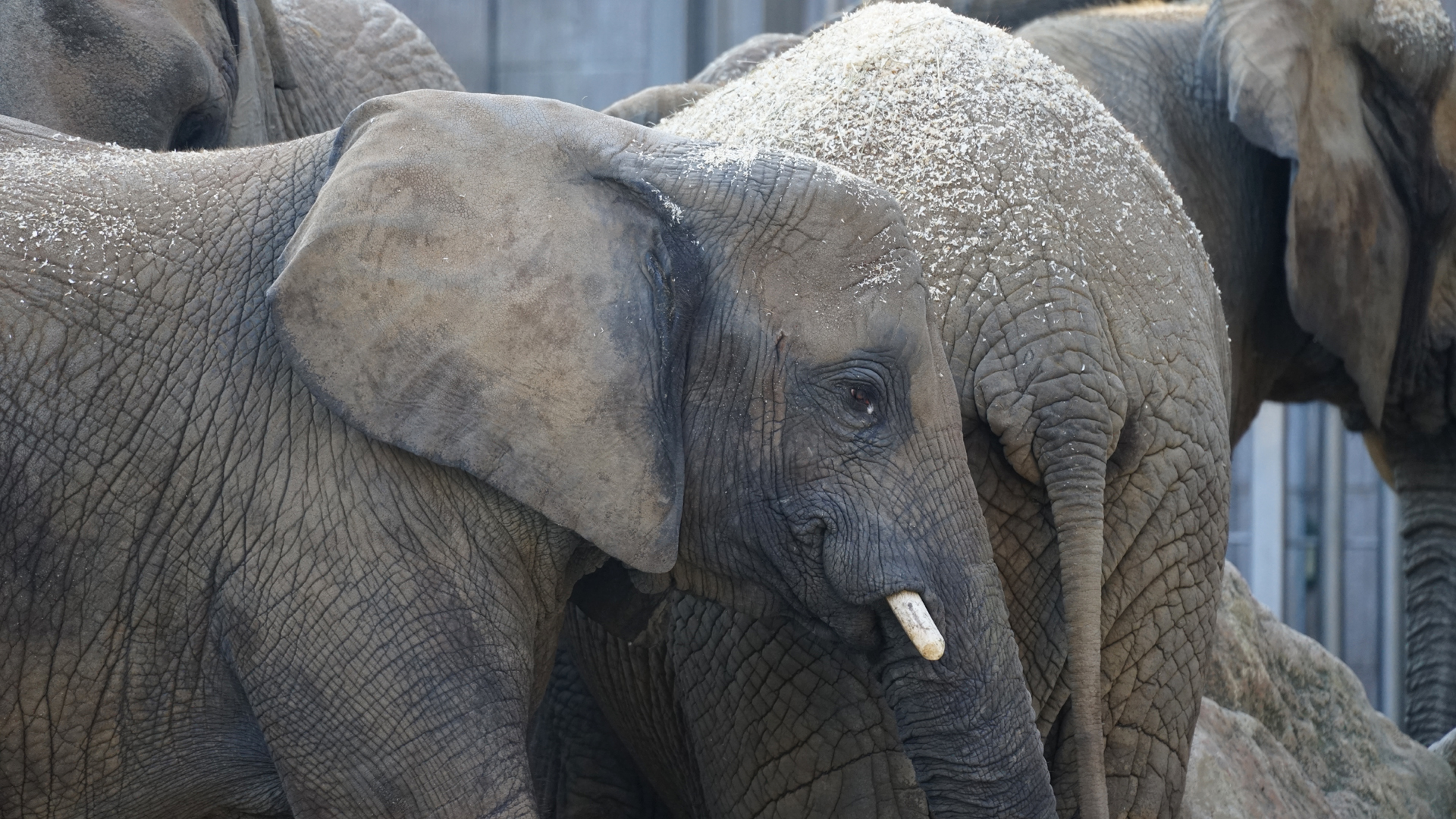 Fotostrecke Zoo Schönbrunn: Elefanten