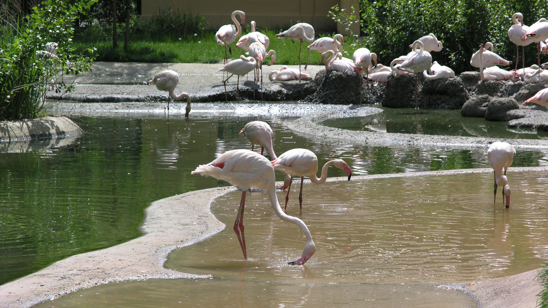 Fotostrecke Zoo Schönbrunn: Flamingos