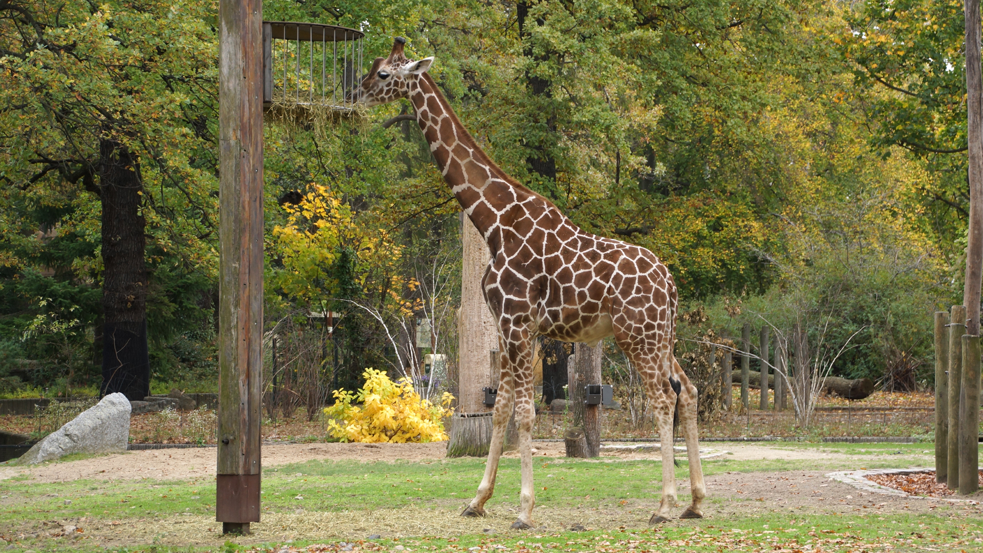 Fotostrecke Zoo Schönbrunn, Giraffe