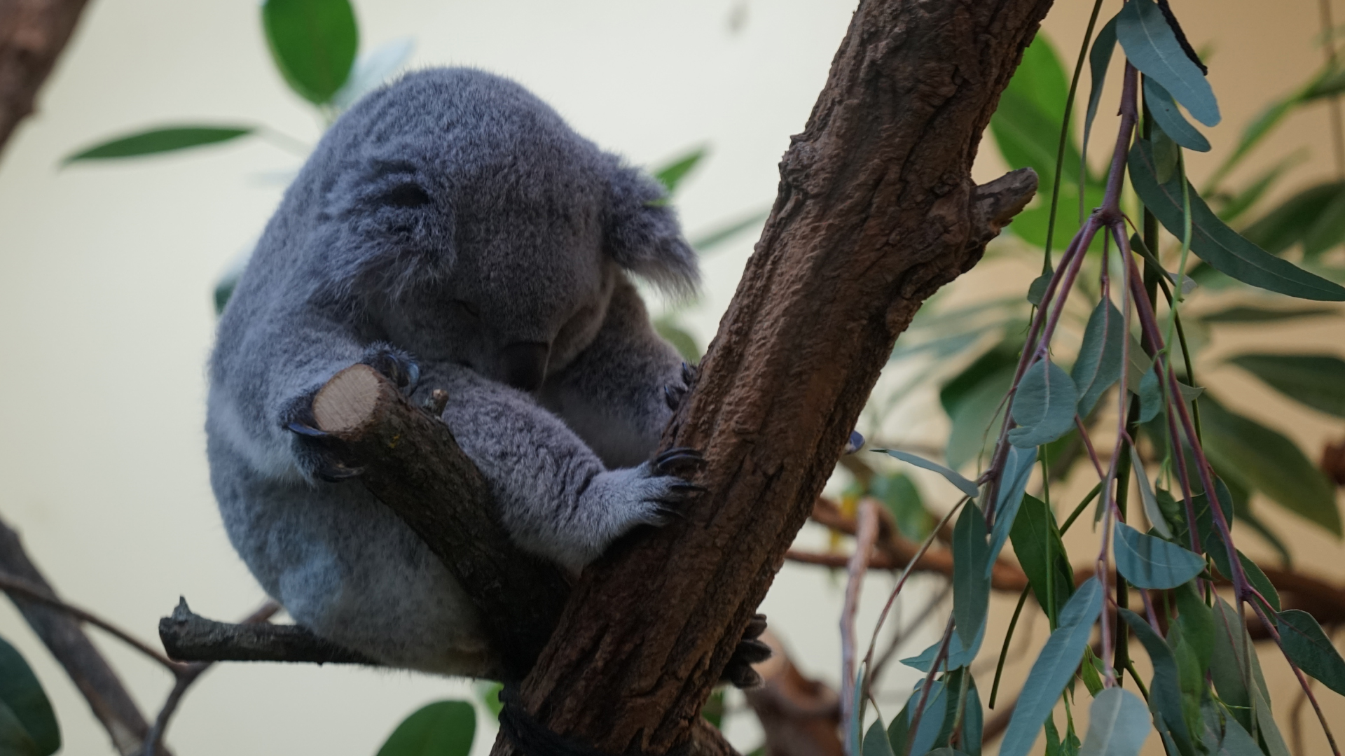 Fotostrecke Zoo Schönbrunn: Koala