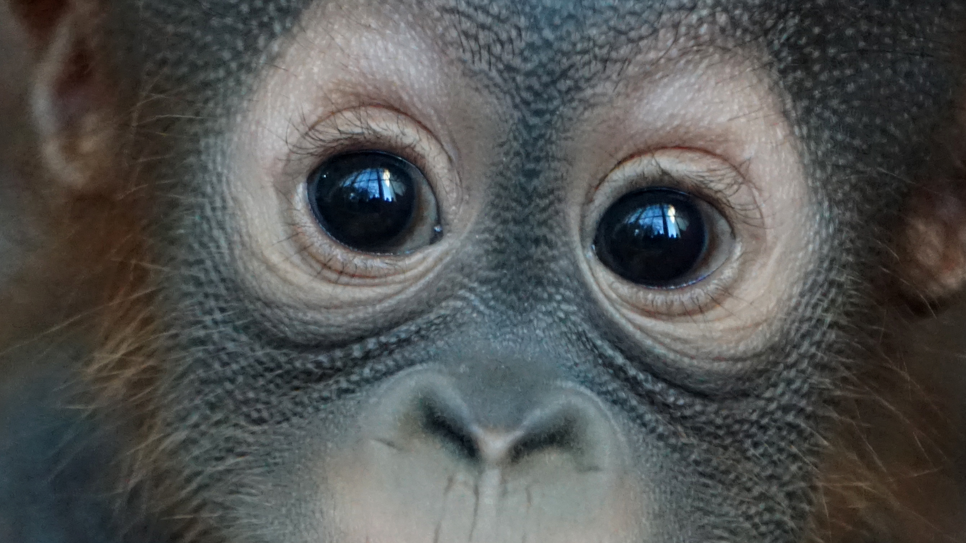 Fotostrecke Zoo Schönbrunn: Orang-Utan-Baby Augen