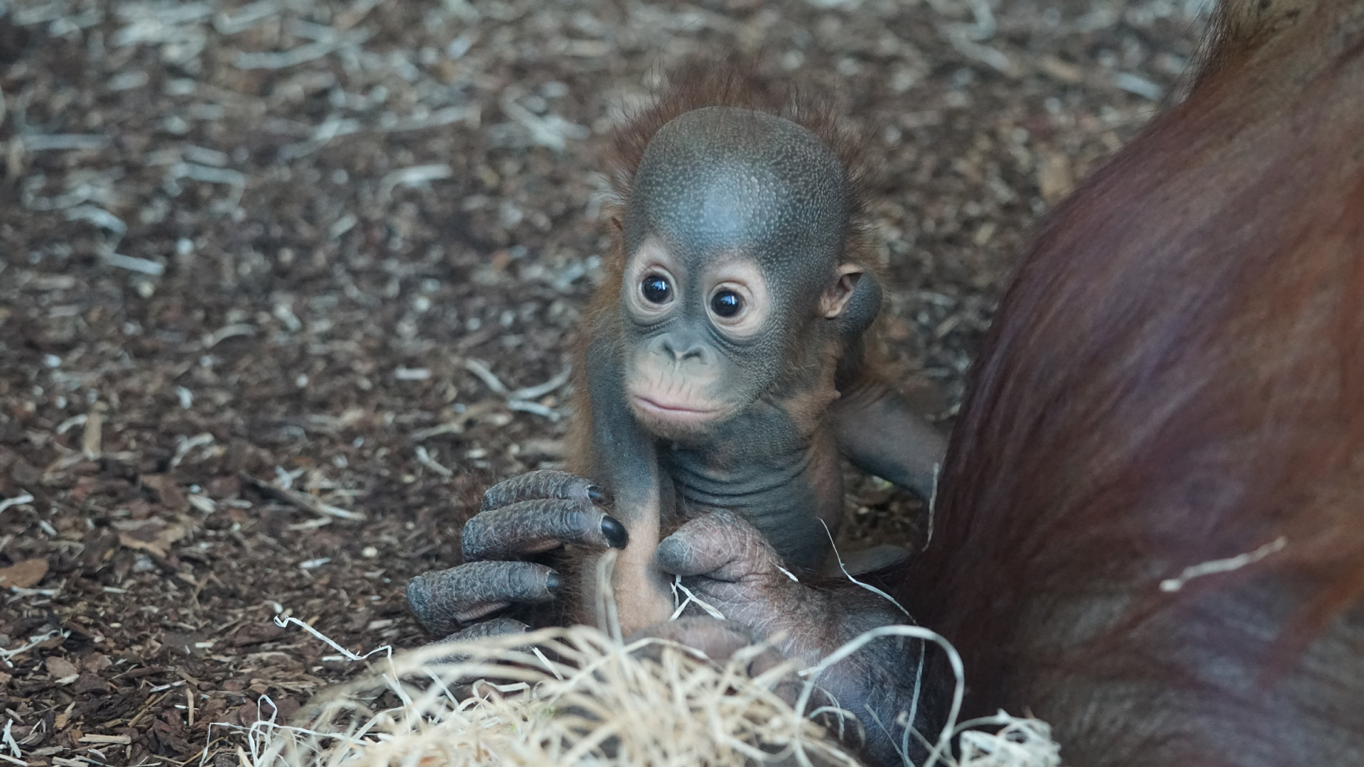 Fotostrecke Zoo Schönbrunn: Orang-Utan-Baby