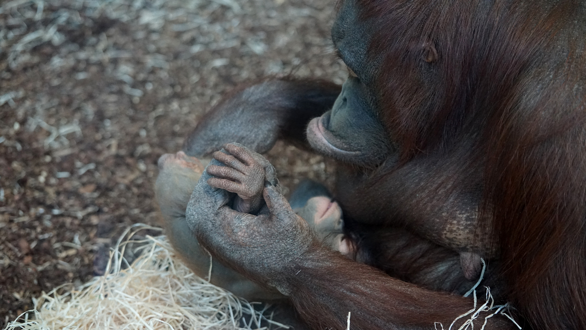 Fotostrecke Zoo Schönbrunn: Orang-Utan mit Baby
