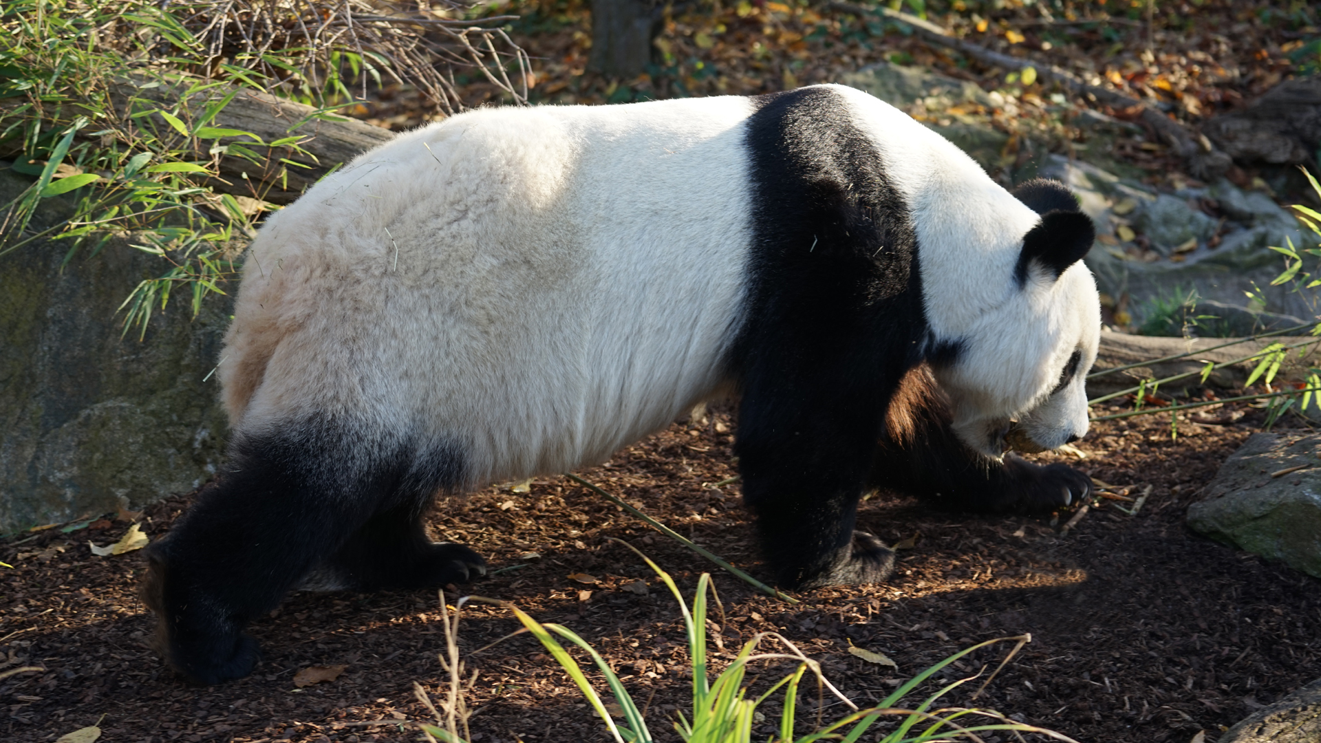 Fotostrecke Zoo Schönbrunn: Panda