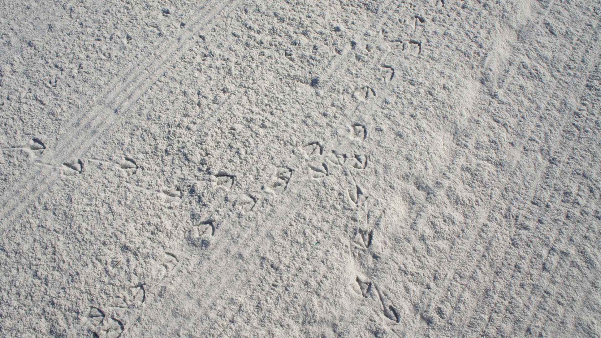 Shades of White 08: Spuren im Sand