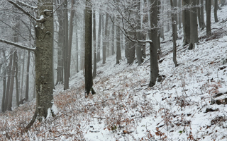 Fotostrecke Wald 14