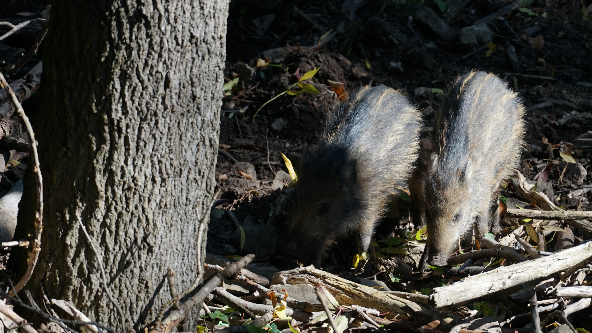 Fotostrecke Wald 18: Wildschwein Frischlinge im Wienerwald