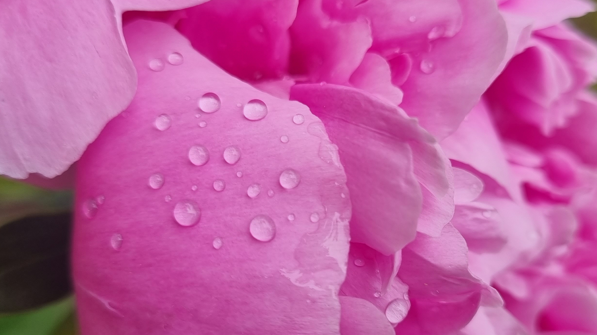 Fotostrecke Wasser 25: Pfingstrosen-Blütenblätter mit Regentropfen