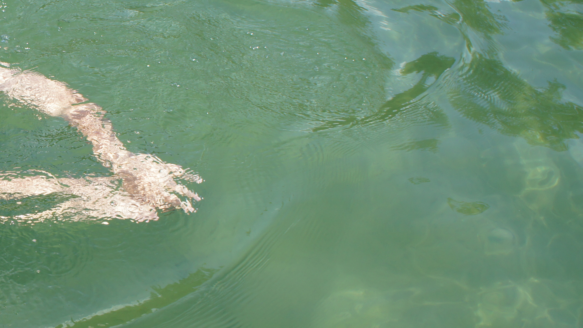 Fotostrecke Wasser 28: Schwimmen im See