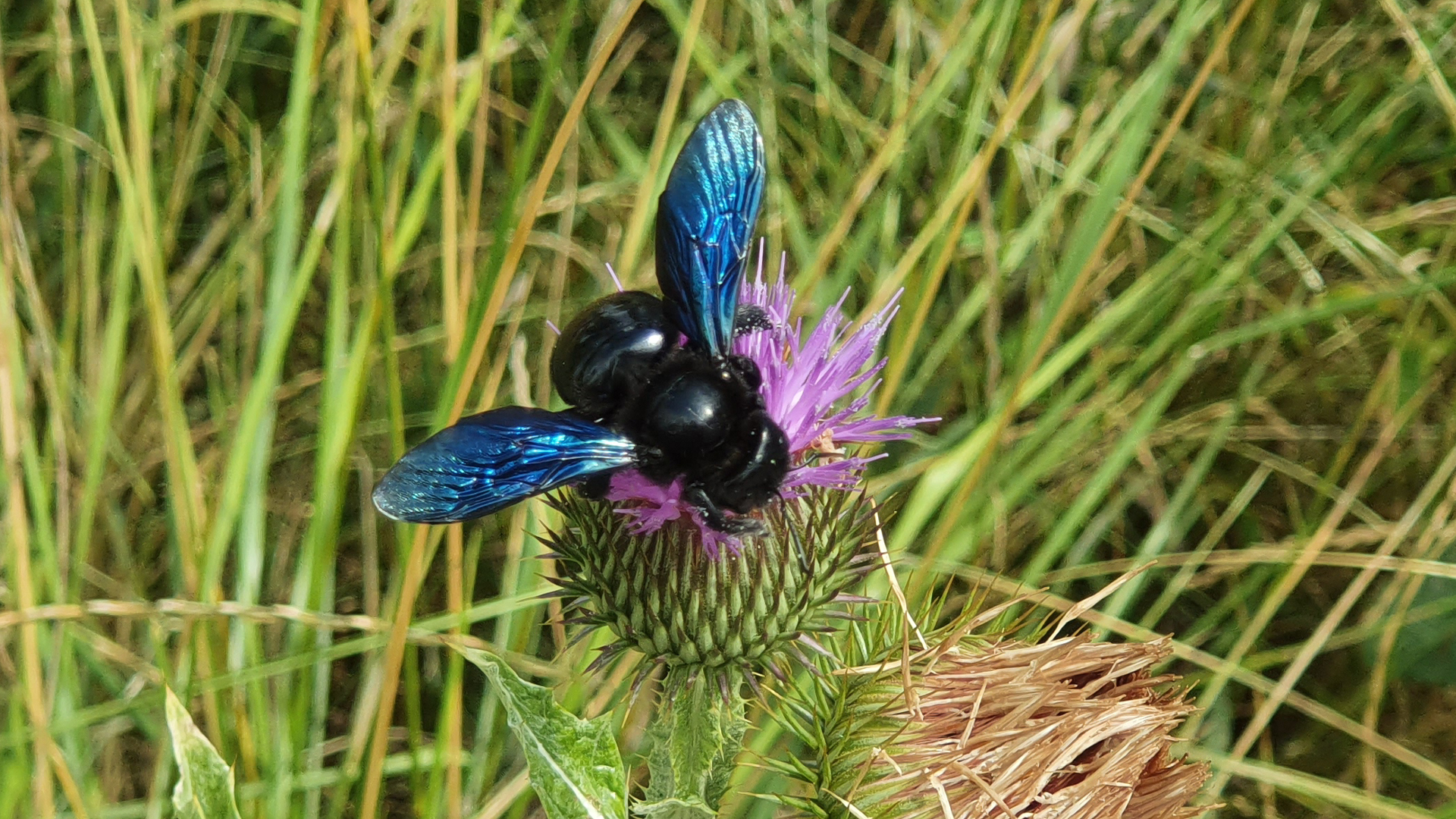 Fotostrecke Wildtiere: Blaue Holzbiene