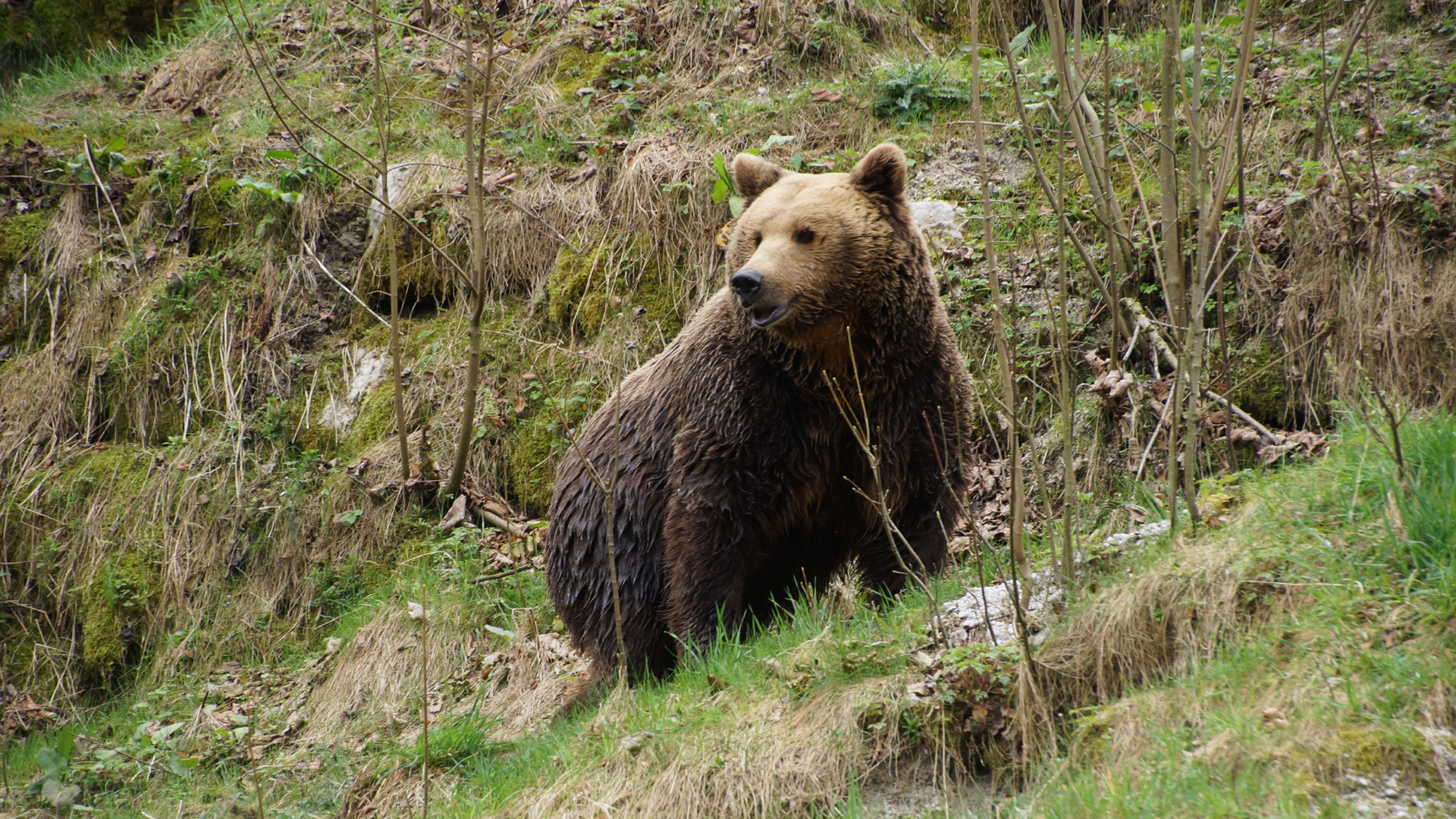 Fotostrecke Wildtiere: Braunbär
