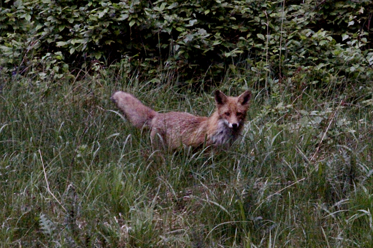 Fotostrecke Wildtiere: Fuchs