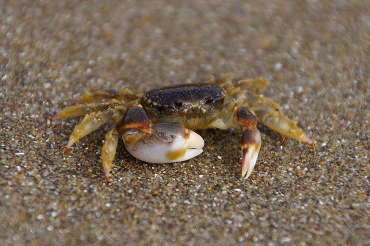Fotostrecke Wildtiere: Krabbe