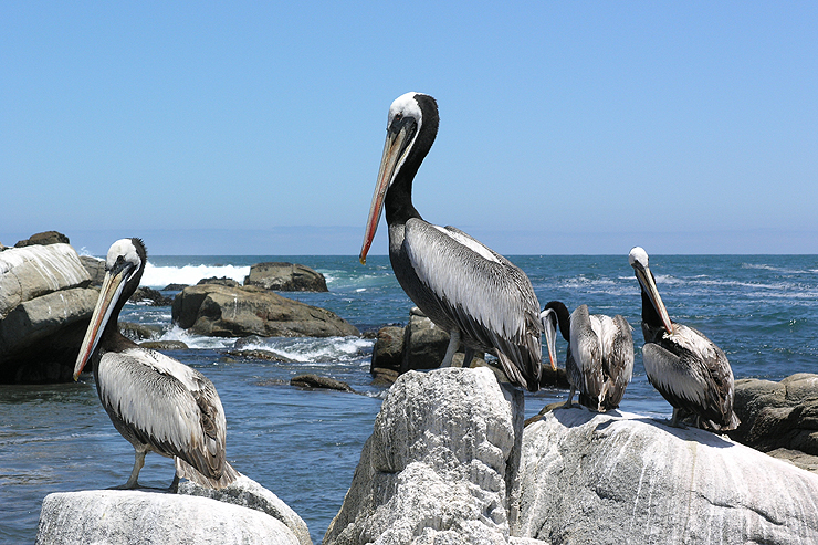 Fotostrecke Wildtiere: Pelikane