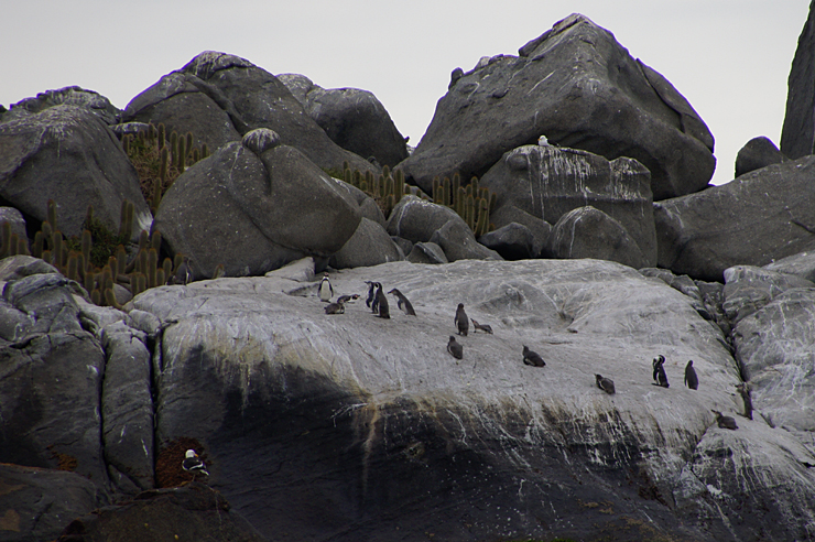 Fotostrecke Wildtiere: Pinguine (Humboldt-Pinguine)