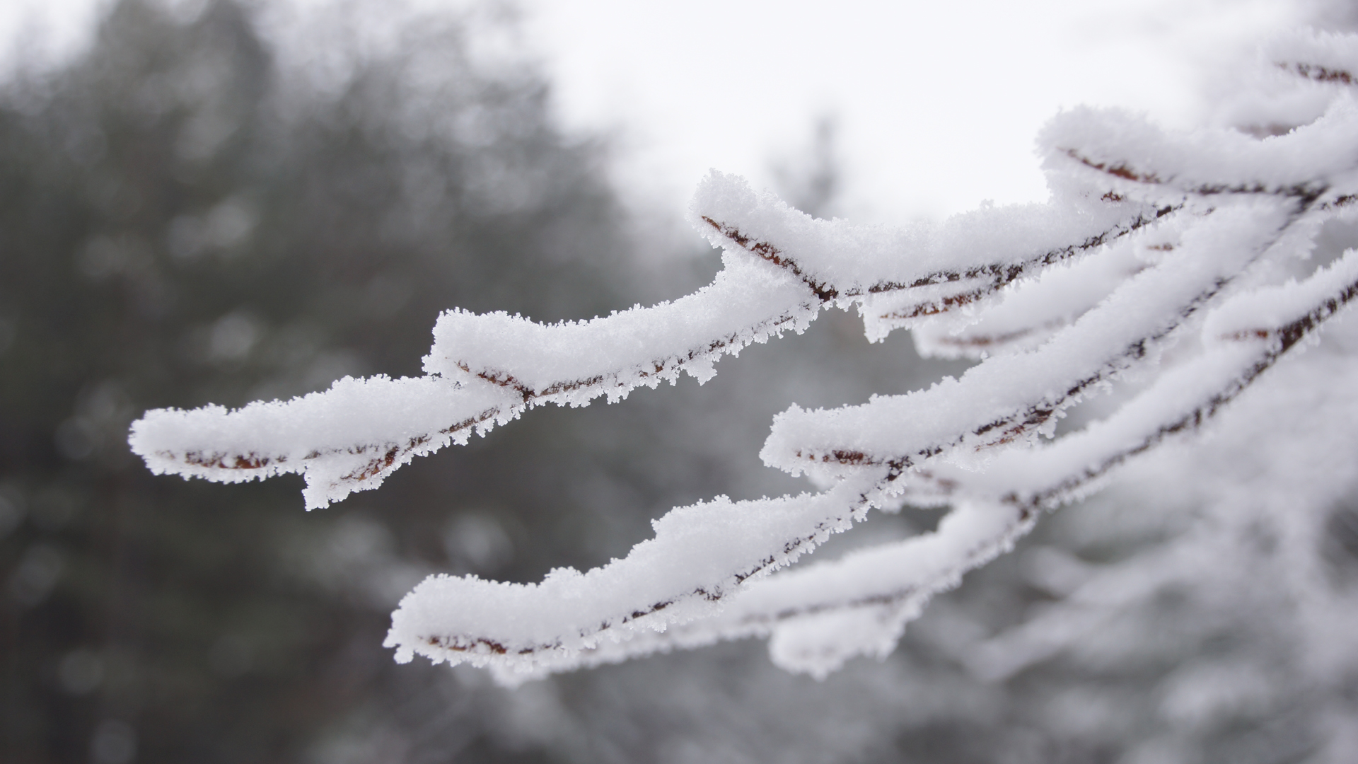 Fotostrecke Winter Abbildung 09: Zweig mit Raureif und Schnee