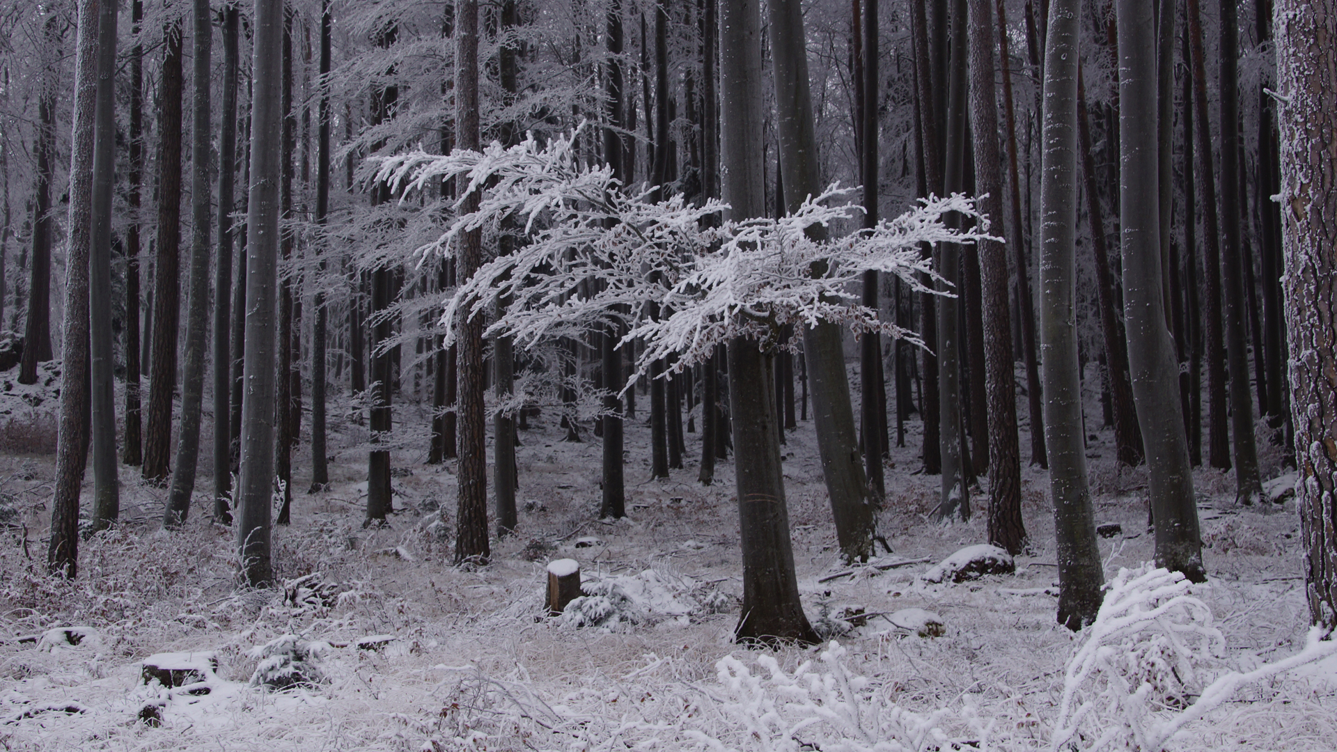 Fotostrecke Winter Abbildung 16 Rauhreif im Wald